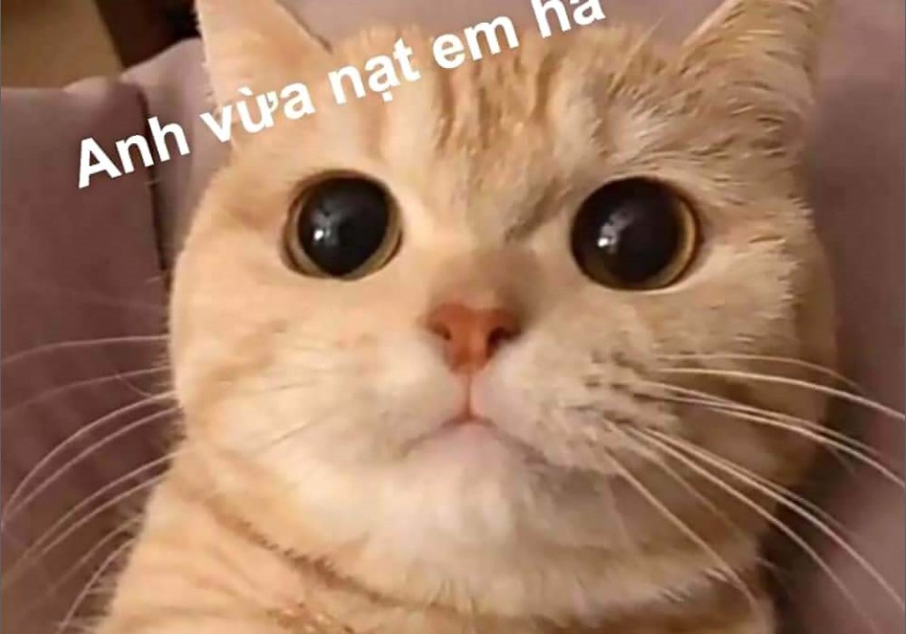 109+ Ảnh mèo meme– Khám phá thế giới thú vị từ mèo