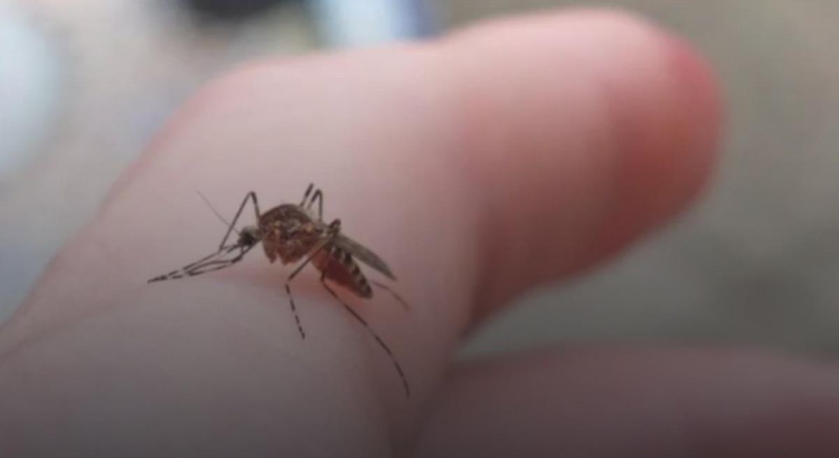 Lần đầu tiên phát hiện muỗi ở Iceland: Dấu hiệu rõ rệt của biến đổi khí hậu toàn cầu