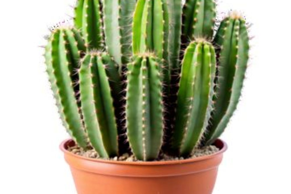 Cây xương rồng khổ nhất thế giới: Cân nhắc khi xem