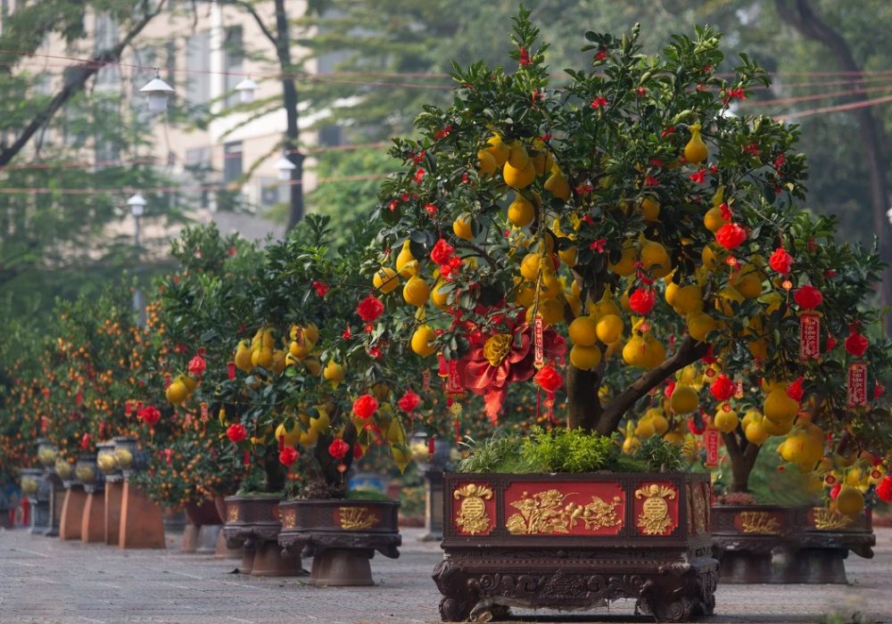 'Cháy hàng' bưởi Diễn tại TP.HCM, chủ buôn thu hàng tỷ đồng