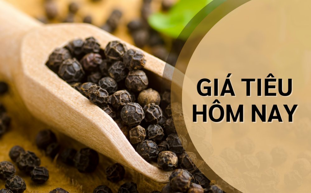 Giá tiêu hôm nay (6/9): Quay đầu giảm mạnh